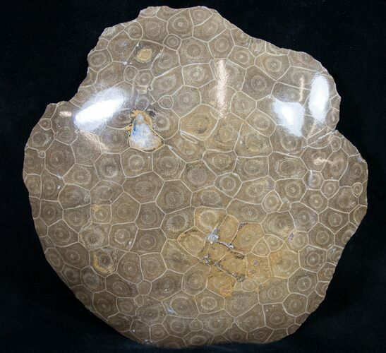 Polished Fossil Coral Head - Morocco #9324
